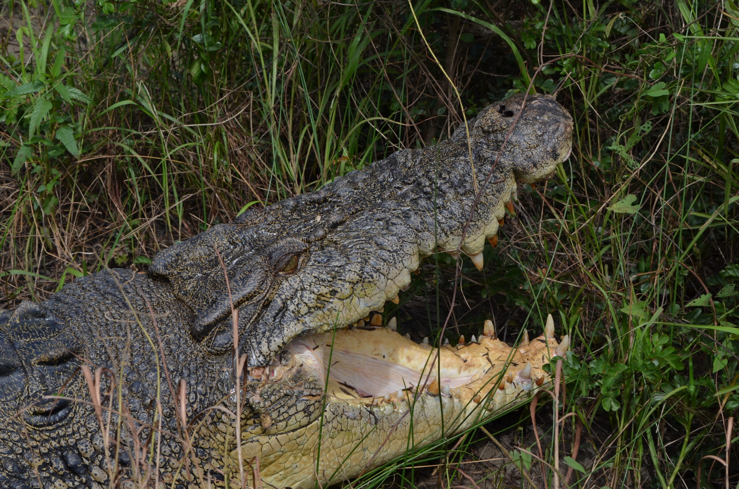 Saltwater Croc - Trevor