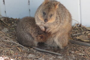 Quokkas, Rottnest Island
